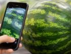 По арбузу больше не стучу, а навожу на него смартфон: камера и микрофон помогают найти самый спелый