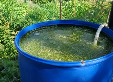Агрономы дали однозначный ответ: можно ли поливать огород зацветшей водой из бочки